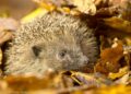 Der Igel: Wildtier des Jahres 2024