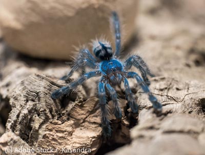 Ornament Vogelspinne