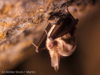 Fledermaus Braunes Langohr