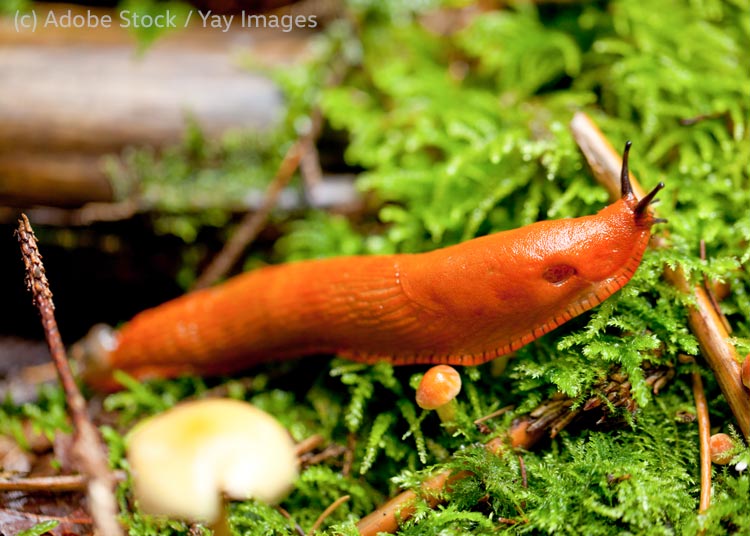 Rote Wegschnecke