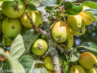 Wildapfel
