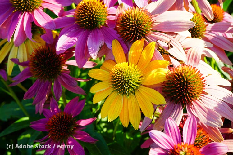 Sonnenhut - Echinacea