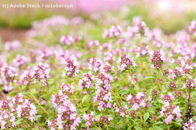 Oregano Blüte