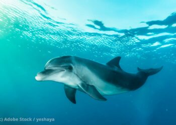 Delfin