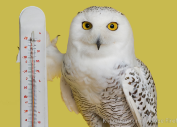 Extremwetter