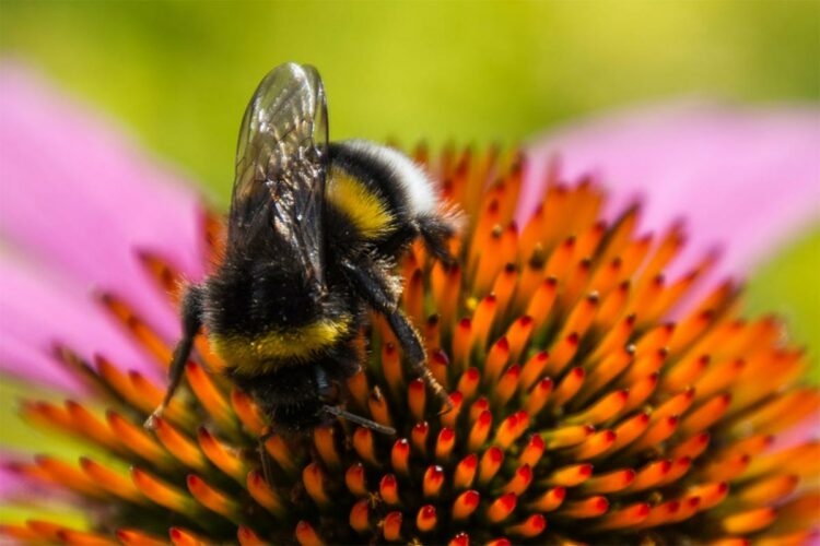 Insektenfreundliche Blumen