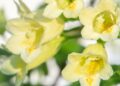 Insektenfreundlicher Strauch