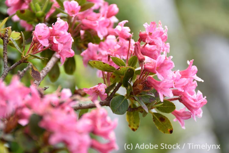Alpenrose